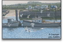Quay Gulls